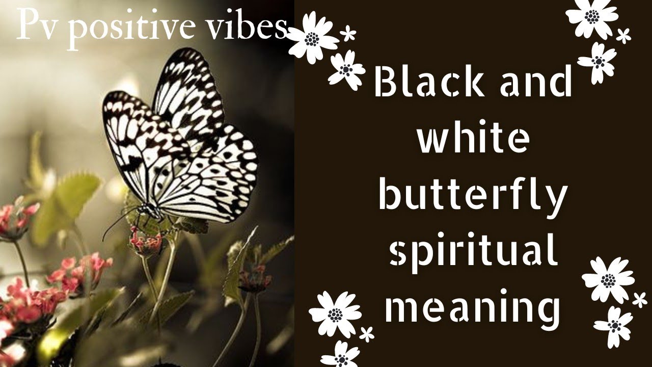 PVPositiveVibes1111 Black White Butterfly Spiritual Meanings PVPositiveVibes1111 Black White Butterfly Spiritual Meanings