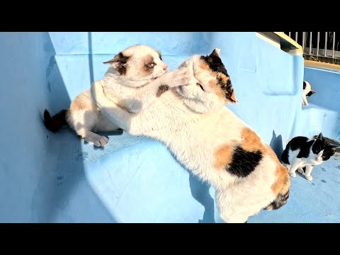 三毛猫ママと可愛い子猫達が大きな水槽の中で運動会をする