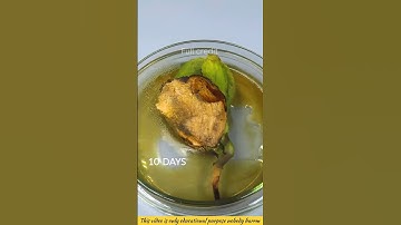 It is said that using this technique, excellent mangoes are produced in just one year.#mango