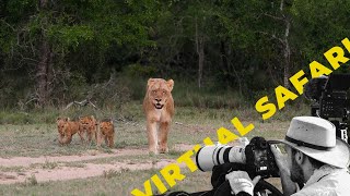 Lioness Leads Tiny Cubs to Pride: Virtual Safari # 202