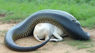 Giant Snake Swallows Whole Cow Experts Are Speechless