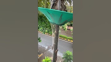 Safety nets for my coconut tree 🫰🏻🪴 #garden #gardening #coconut #gardenideas