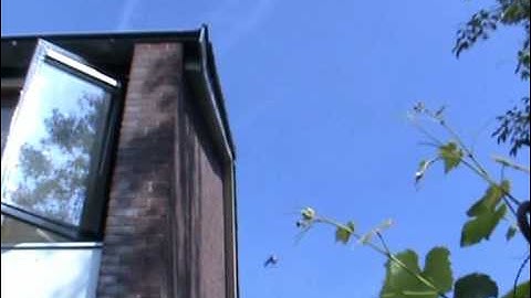 Gierzwaluwen in Soest 05 juli 2009 ( Apus Apus - Common Swift )