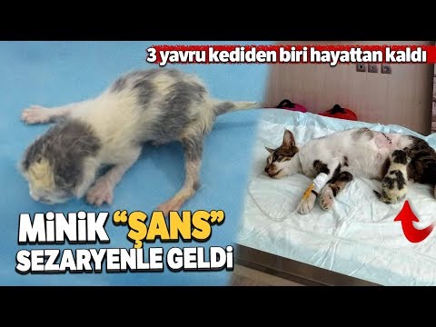 Doğum Yapamayan Kediye Sezaryen Operasyonu