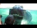Smile More Hippo!