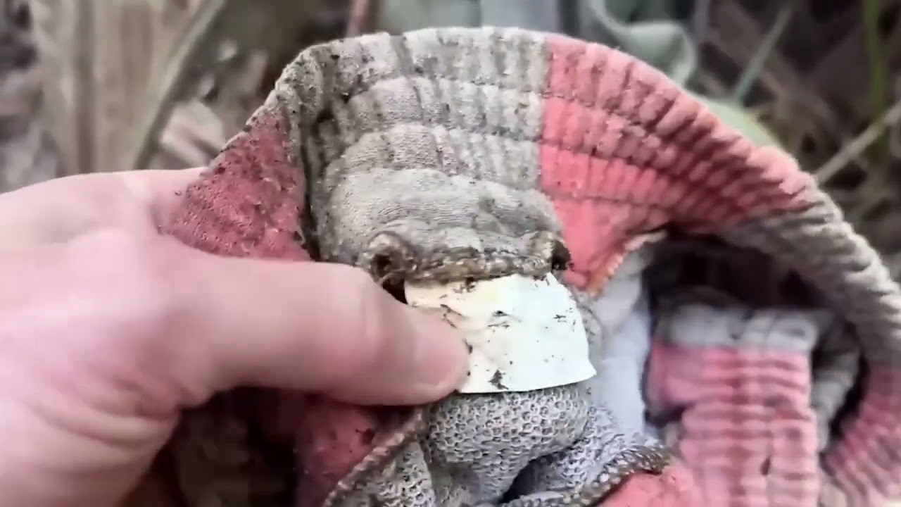 38 Verstörende Aufnahmen Von Campern (JULI 2025 SUPERCUT)