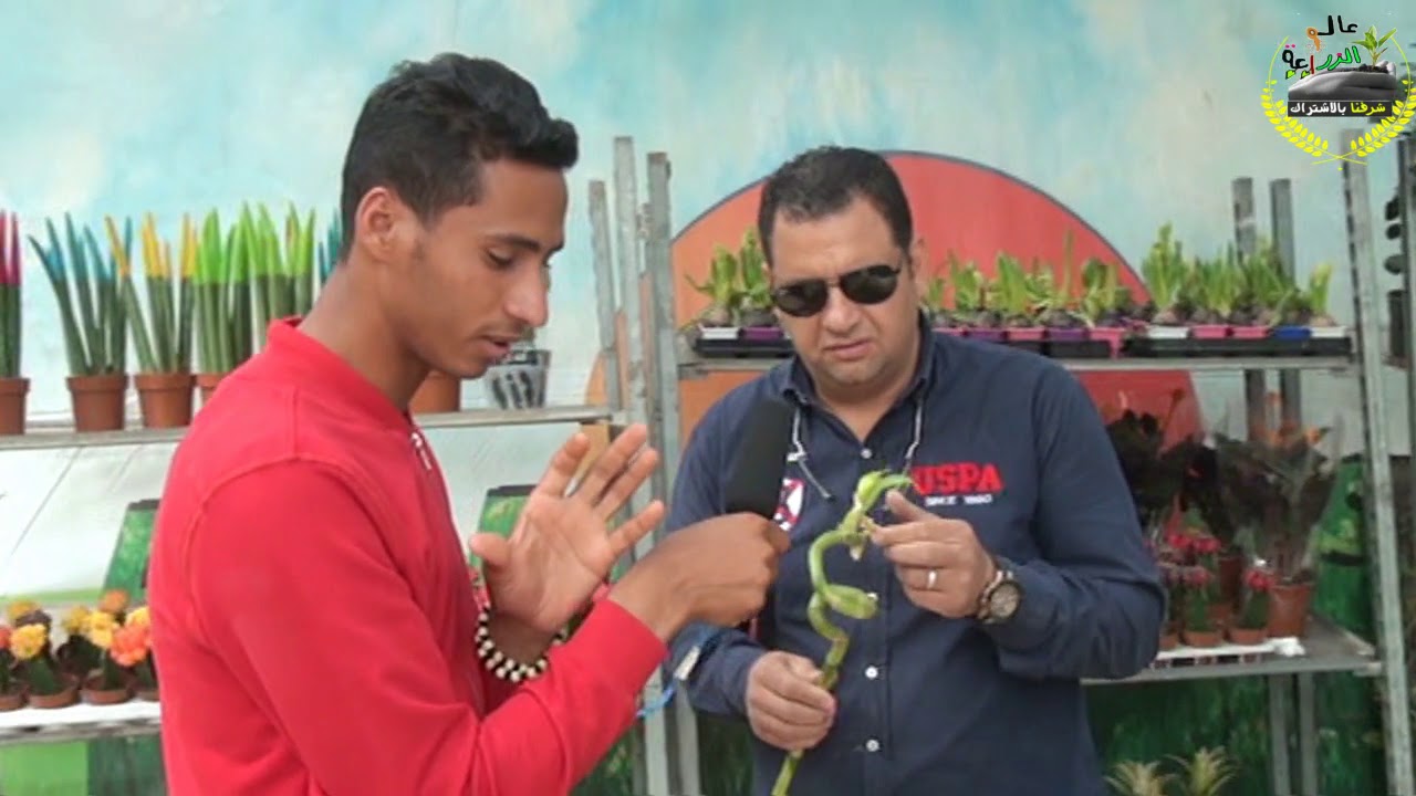 من داخل المشتل |21| ليه البامبو عصا موسي بيصفر وبيذبل |خطوات نجاحه في المنزل