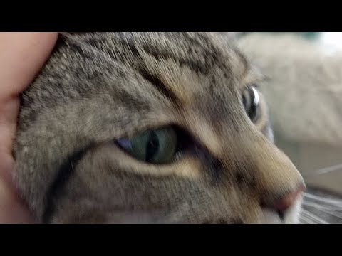 cats inn Kitten Close Up 2017-07-31