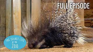 Lonely Porcupine Meets a New Potential Mate | Full Episode | The Secret Life of the Zoo
