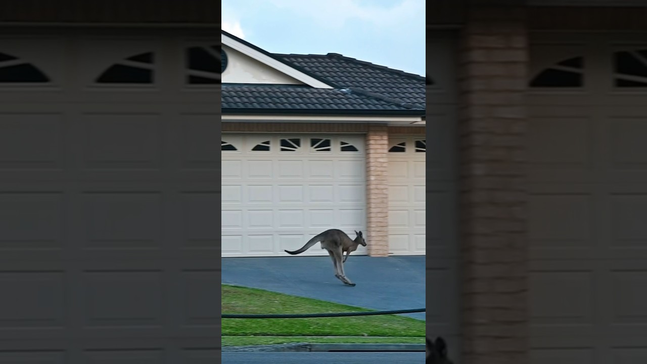Happy kangaroo hopping in town 