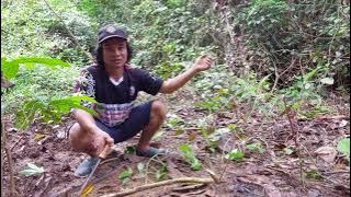 CARA MEMANGGIL BABI HUTAN PALING AMPUH..!