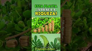 Esta PLANTA ATRAE la RIQUEZA y el DINERO ¡Rápidamente!