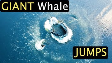GIANT Whale Jumps  - TOP 60 Whale Encounters!