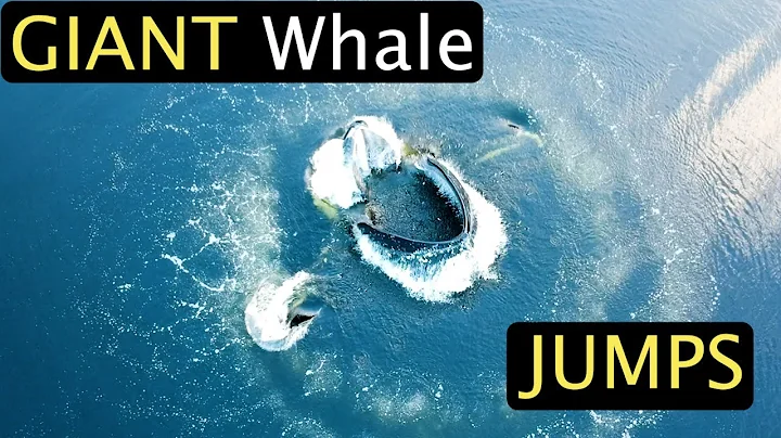 GIANT Whale Jumps  - TOP 60 Whale Encounters!