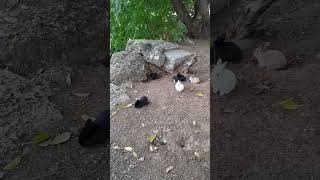 Rabbits.Крольчата всех цветов. #funnyanimalss