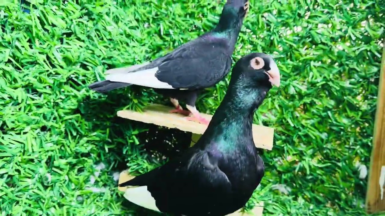 Kara müsevvet  Facebook’ta ihalede