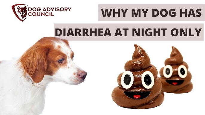 Why Do Dogs Have Diarrhea at Night? Urgent Causes & Care