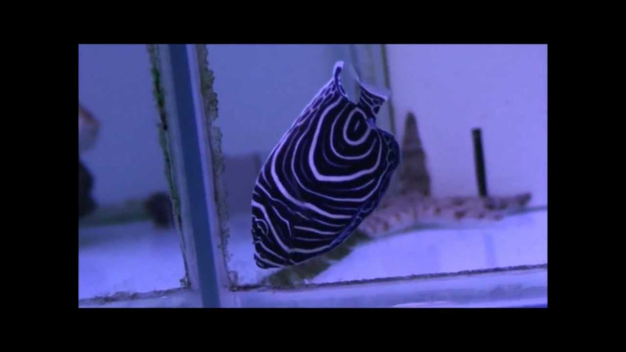 camera iphone 8 plus apk 82大花臉Pomacanthus imperator juvenile(Emperor angelfish)20130505