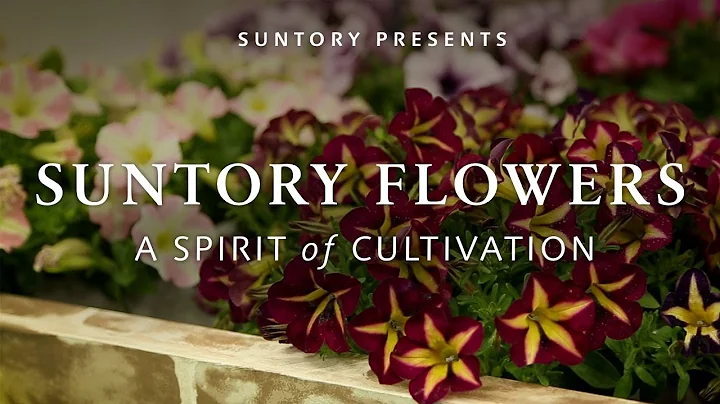 Suntory Flowers: A Spirit of Cultivation - DayDayNews