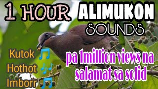 1 Hour Huni ng Alimukon - Full Package for Hunting