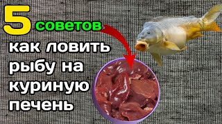 Рыбалка на речке на куриную печень. Куриная ПЕЧЕНЬ в действии! Сом, голавль, густера