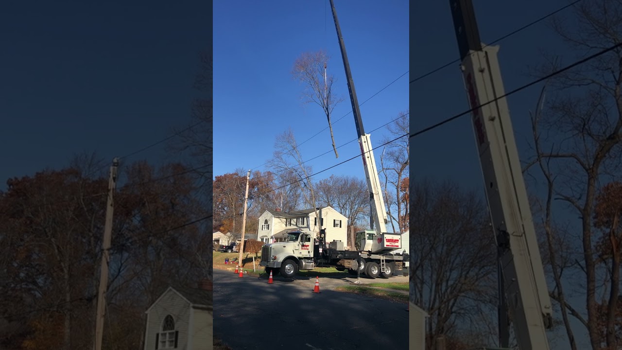 Worcester Massachusetts Tree Service