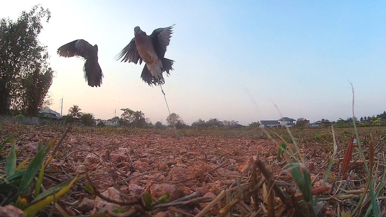 #ต่อนกเขาใหญ่ | นกฝึก #038 หลักแรกก้อโดนแล้ว😊 ไม้เด็ดจริง คงไม่มา🤣🤣