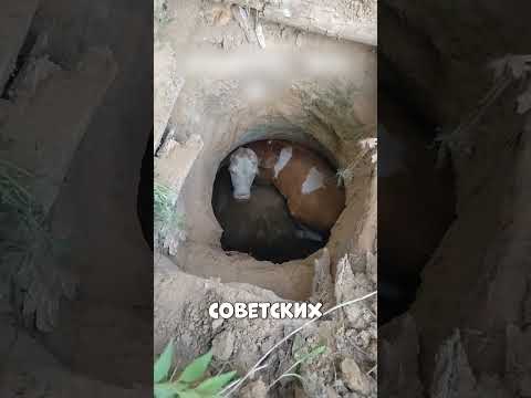Корова УПАЛА в бездонный советский КОЛОДЕЦ😨🔥🐮