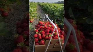 Plantação De Morangos