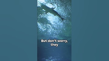 Barracuda Insights: The Ocean