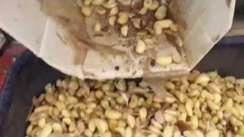 Video about Garlic Sorting Machine