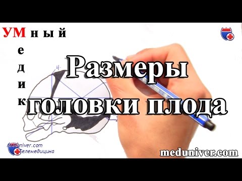 Размеры головки плода. Плод как объект родов - meduniver.com