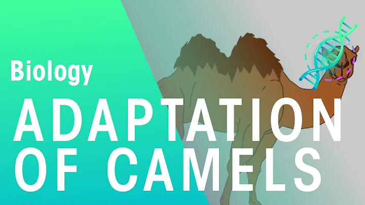 Adaptations Of Camels | Ecology & Environment | Biology | FuseSchool - DayDayNews