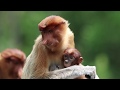 TripLovers in Malaysia - Labuk Bay Proboscis Monkey Sanctuary