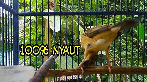 Thumbnail of crecetan BURUNG manyar kembang paling digemari