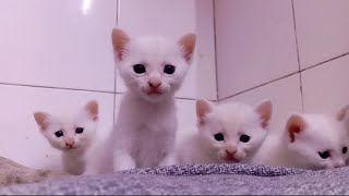 Cute curious kitten #cute #kitten #cutecat #cat by Hope & Fun 255 views 1 month ago 12 seconds