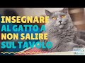 INSEGNARE AL GATTO A NON SALIRE SUL TAVOLO