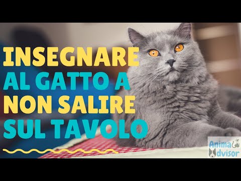 Video: Suggerimenti per mantenere il tuo gatto da saltare su banconi e tavoli