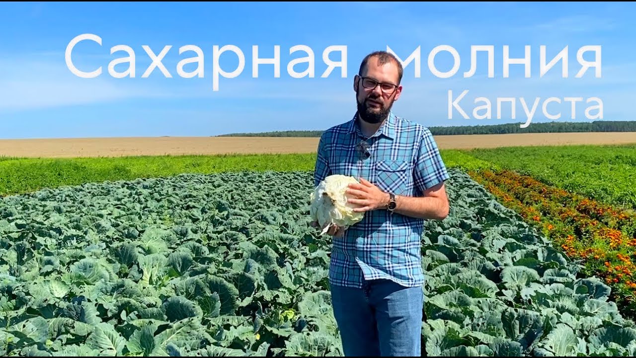 Сахарная молния. Капуста, первая на вашем столе - YouTube