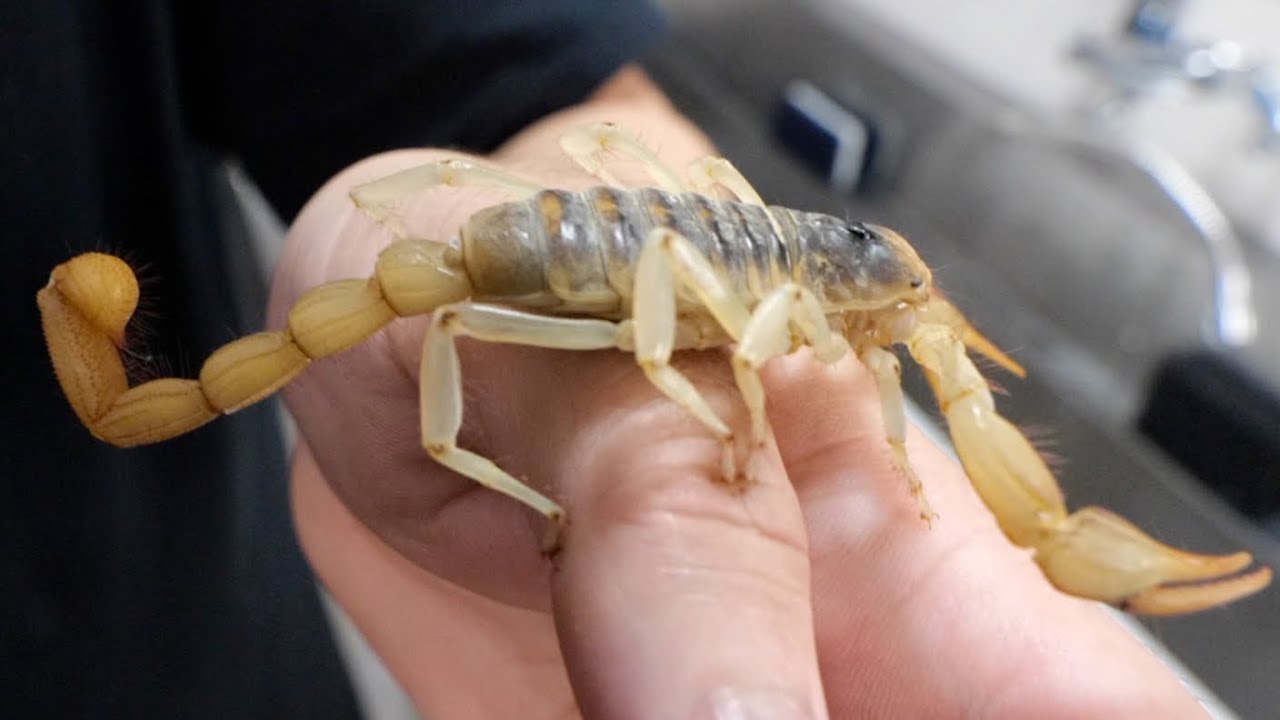 刺されたら終わり。猛毒のサソリを食べてみた。