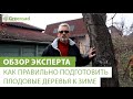 Как правильно подготовить плодовые деревья  к зиме