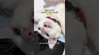 Before Dan After Kucing Steril