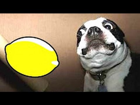 humor or humour Best Funny Videos - Funny Cats and Dogs vs Lemons