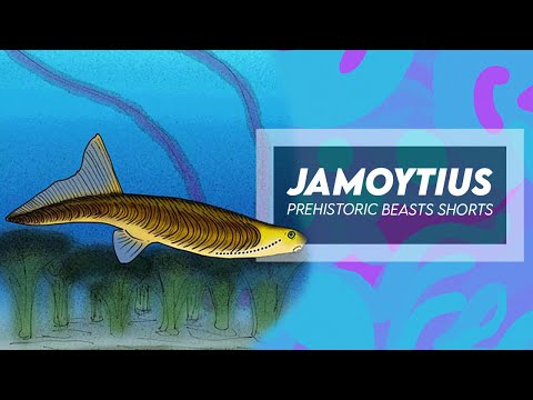 Jamoytius - Ancient Jawless Fish