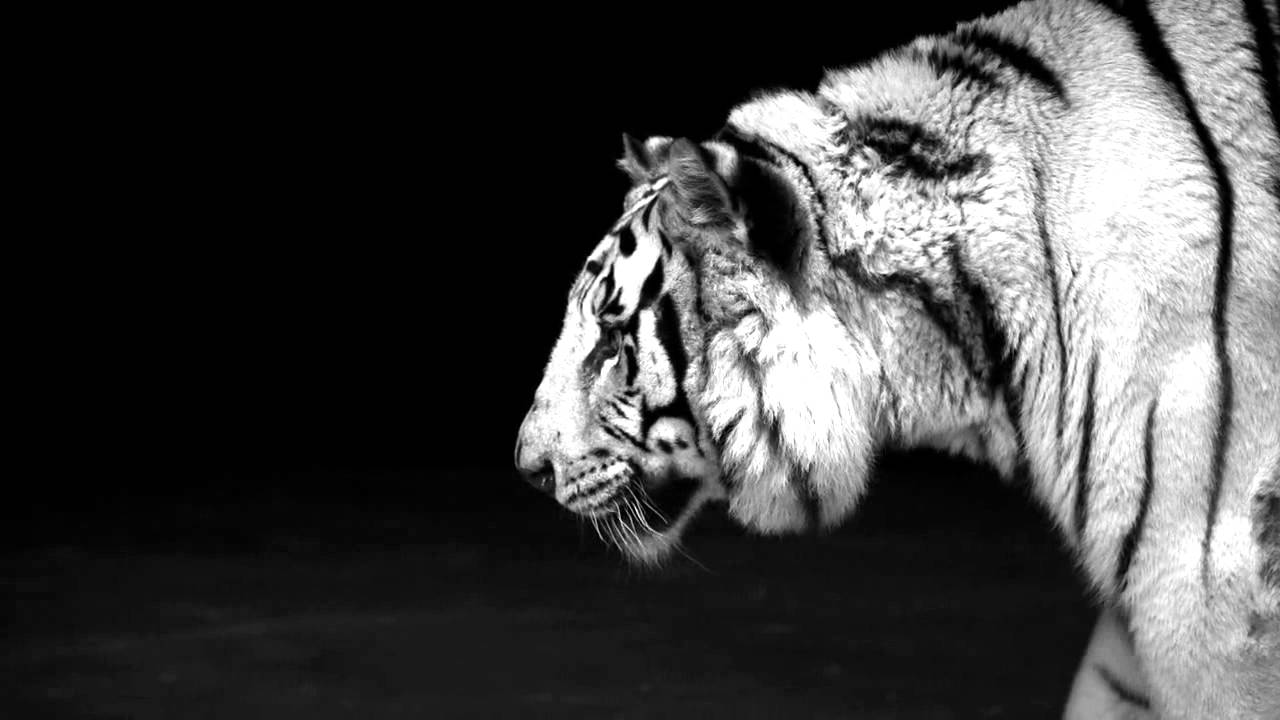 Пробуждение тигра. Тигр гиф. Рычащий тигр на черном фоне. Анимированный тигр. Белый тигр на черном фоне.