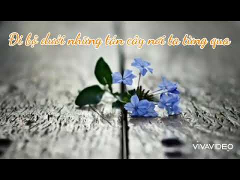 Into Bloom (N.Flying) Vietsub