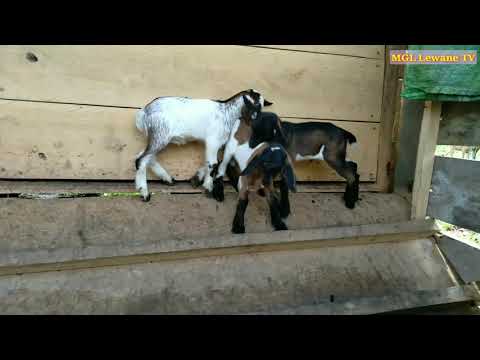 Bermain bersama anak kambing lucu 
