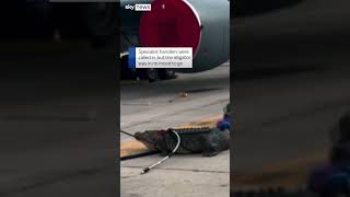 Alligator removed from US airbase