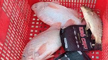 HỒ CÂU TRẦN SỰ  thuận giao bình dương