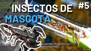 ✅ INSECTOS COMO MASCOTA??? | INSECTOS EN ANIMALIA 2023